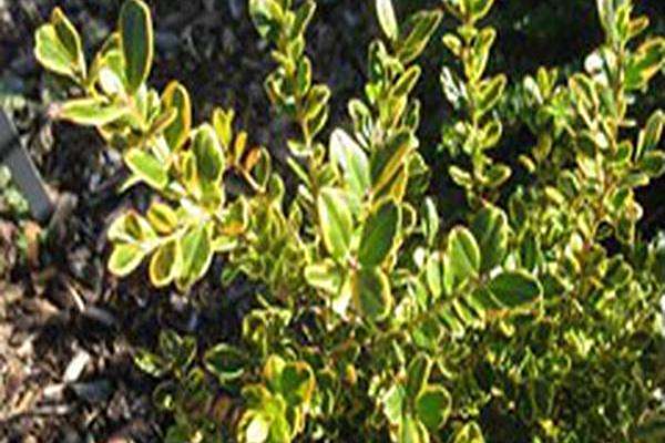 Buxus microphylla \x27Peergold\x27 GOLDEN DREAM Buxus microphylla \x27Peergold\x27 GOLDEN DREAM