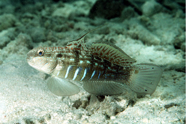 猛鰕虎魚屬 猛鰕虎魚屬