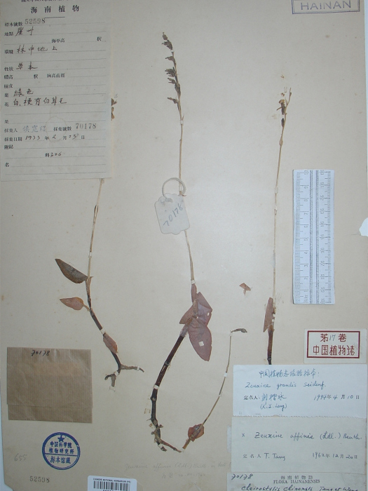 大花線柱蘭 大花線柱蘭