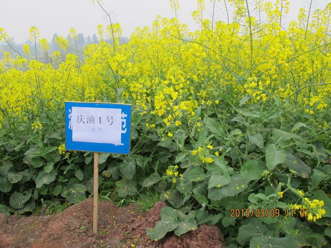 天禾油1號 天禾油1號
