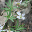 裂葉堇菜(植物) 裂葉堇菜(植物)