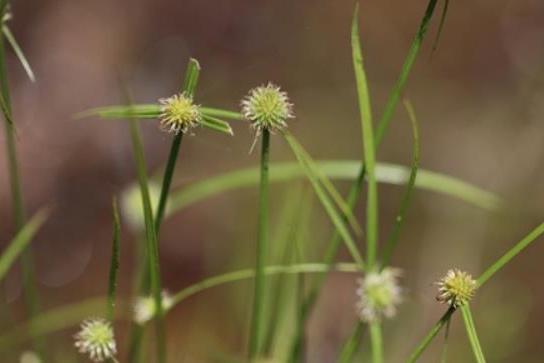 Carex ciliatomarginata \x27Treasure Island\x27 Carex ciliatomarginata \x27Treasure Island\x27