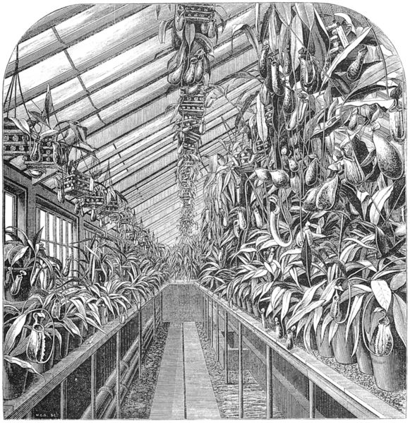 1872年《園丁紀事》中豬籠草苗圃的插圖