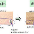 細胞老化