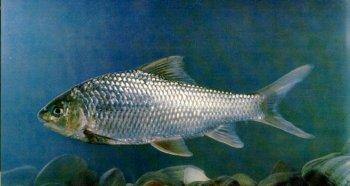 稀有白甲魚