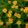 黃帝菊 黃帝菊