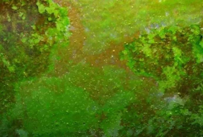 綠塵藻