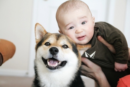 日本柴犬和小孩