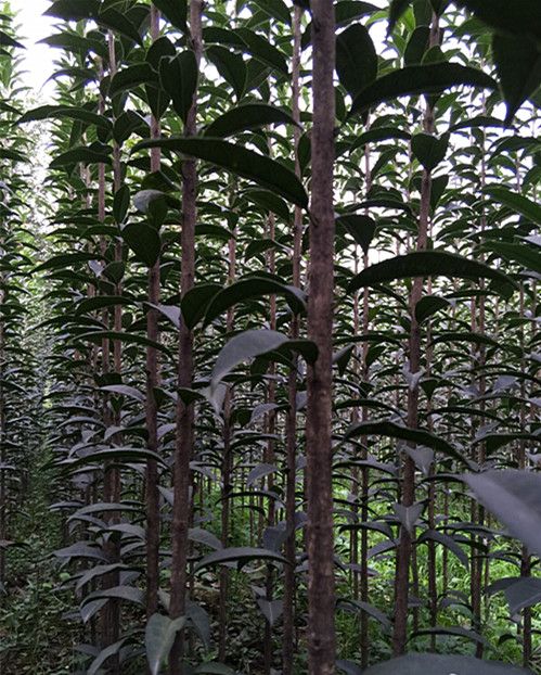 桂花國際 桂花國際