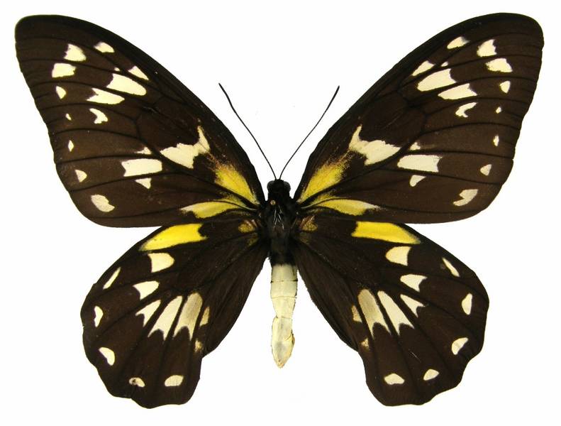 維多利亞鳥翼鳳蝶(圖8-雌蝶)