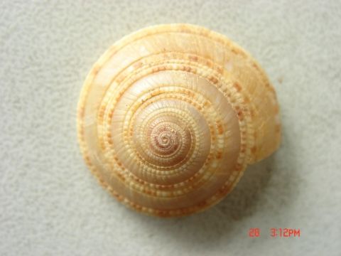 鷓鴣輪螺
