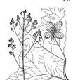 兩節薺屬 兩節薺屬