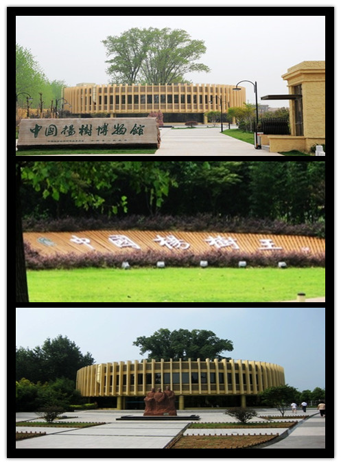 中國楊樹博物館