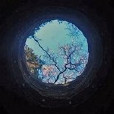 林慕顧之 林慕顧之