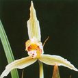 鋸齒奇花
