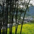 龍拐竹 龍拐竹