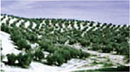 橄欖樹種植冬季