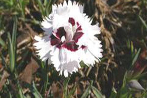 Dianthus \x27Brilliant Star\x27