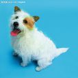 德國絲毛犬 德國絲毛犬