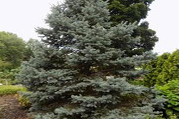 Picea pungens \x27Fat Albert\x27