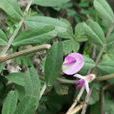 救荒野豌豆 救荒野豌豆