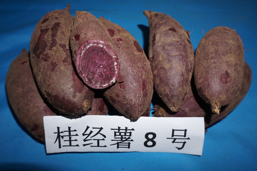 桂經薯8號 桂經薯8號