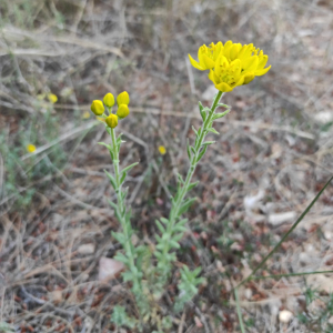 Haplophyllum linifolium