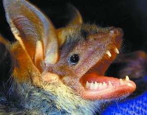 大足鼠耳蝠（圖2）