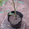 科砧2號 科砧2號