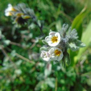 Alkanna corcyrensis