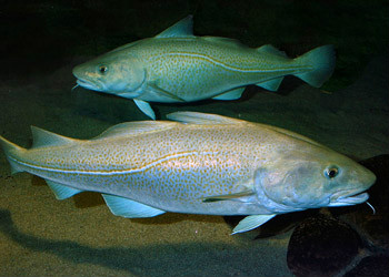 大西洋鱈