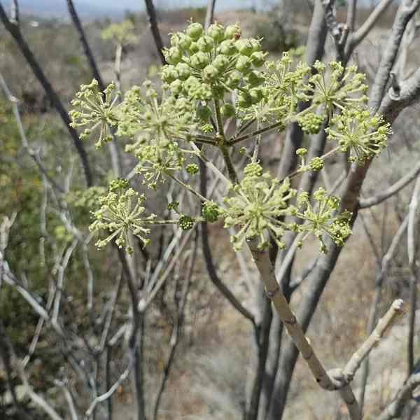 Aralia humilis