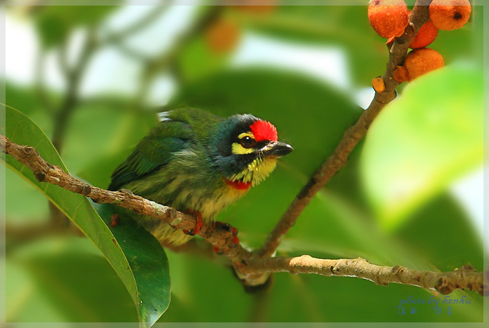 赤胸啄木鳥雲南亞種