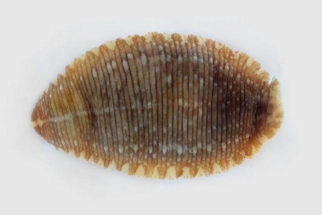 大魚蛭 大魚蛭