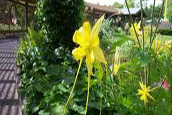 Aquilegia \x27Swallowtail\x27