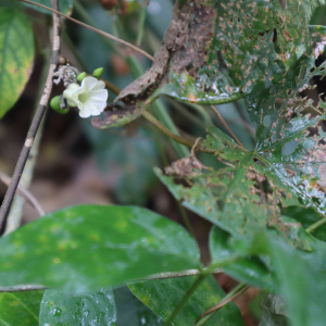 Lepistemon urceolatus