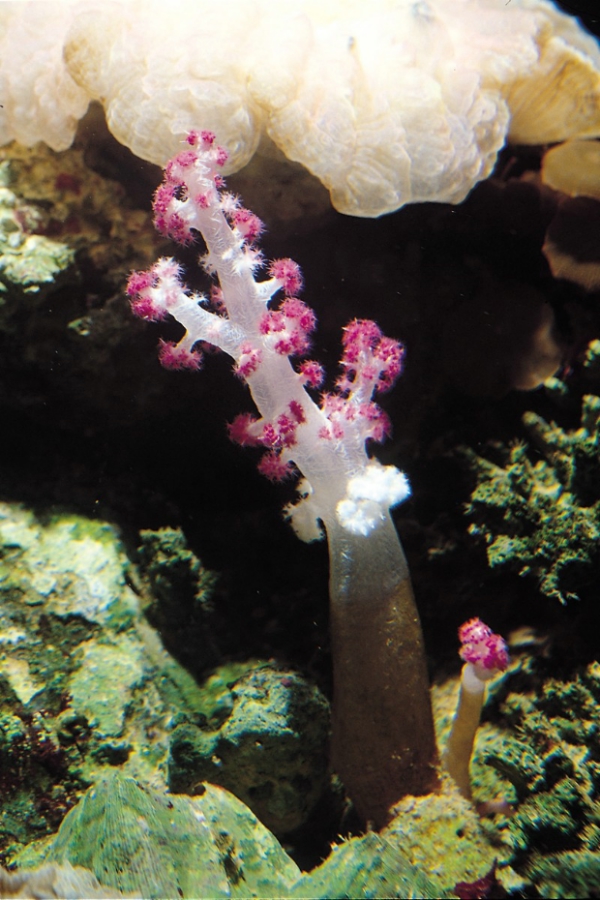 國際海洋生物普查計畫