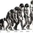 human(英語單詞) human(英語單詞)