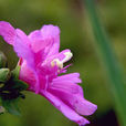 朝開暮落花 朝開暮落花