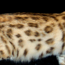 孟加拉豹貓