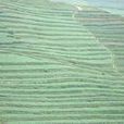 石川鄉 石川鄉
