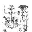 疏花耳草 疏花耳草