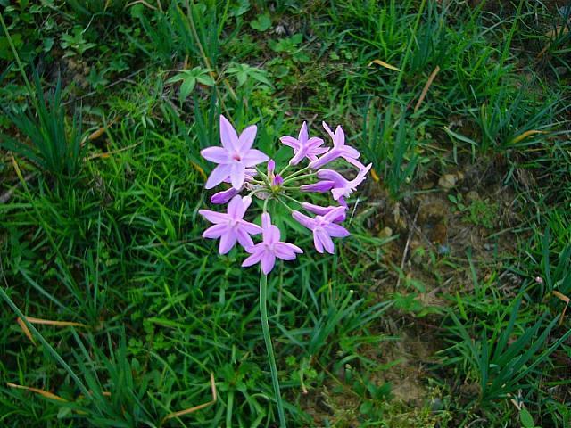 全能花屬 全能花屬