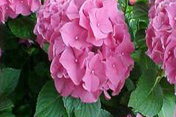 Hydrangea macrophylla \x27Forever Pink\x27 Hydrangea macrophylla \x27Forever Pink\x27