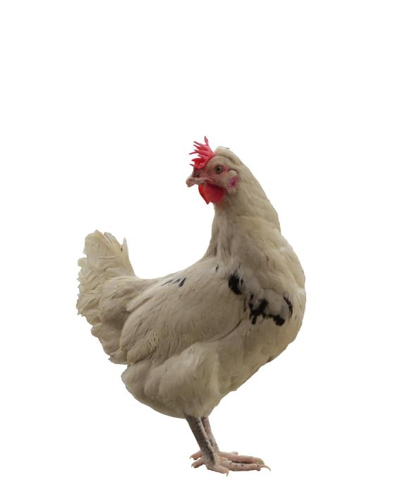 鳳達1號 鳳達1號