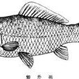 鯽 鯽