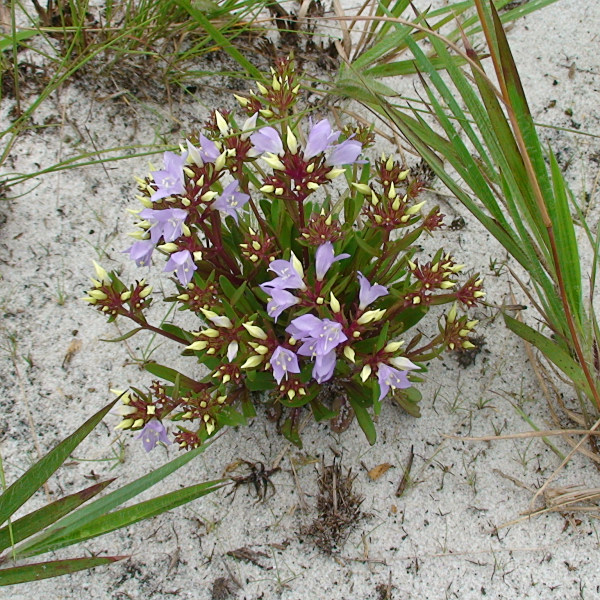 Neurotheca corymbosa