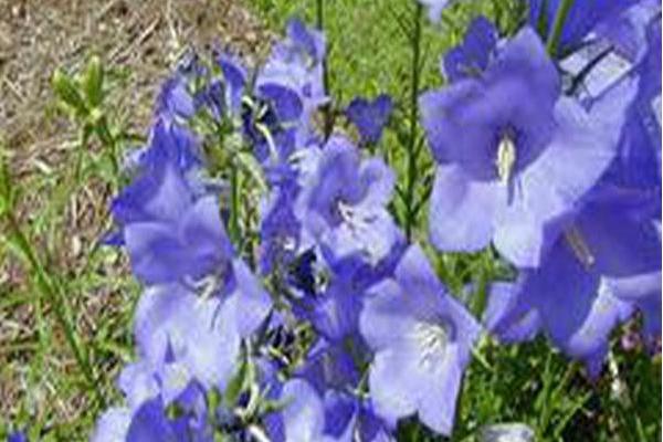 Platycodon grandiflorus