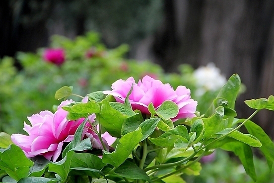 粉托桂 粉托桂