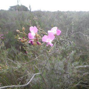 Podalyria microphylla
